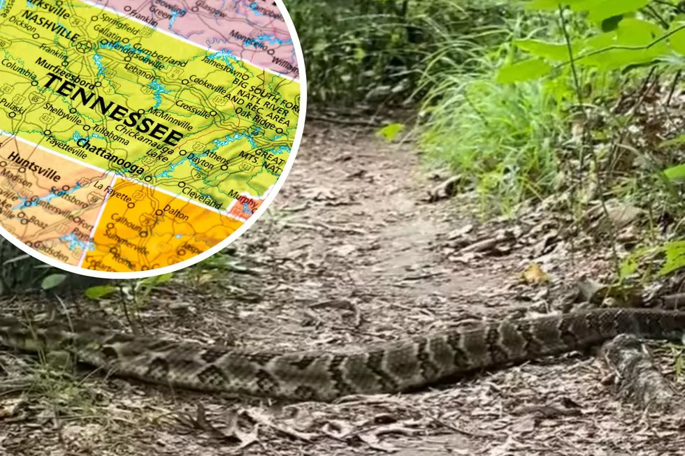 MASSSIVE Rattlesnake Spotted in Chattanooga, Tennessee [VIDEO]
