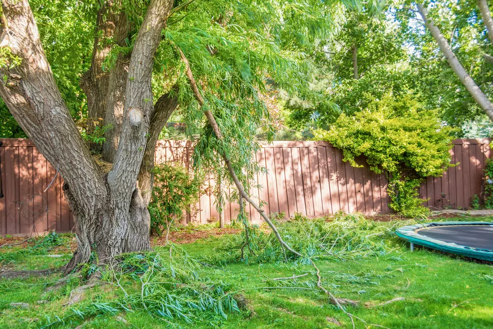 Where to Take Your Tree Limbs from the Recent Storm Damage in Evansville