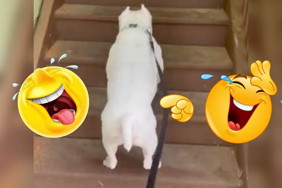 Watch Funny Kentucky Dog Bunny Hop His Way to the Top of the Stairs [VIDEO]