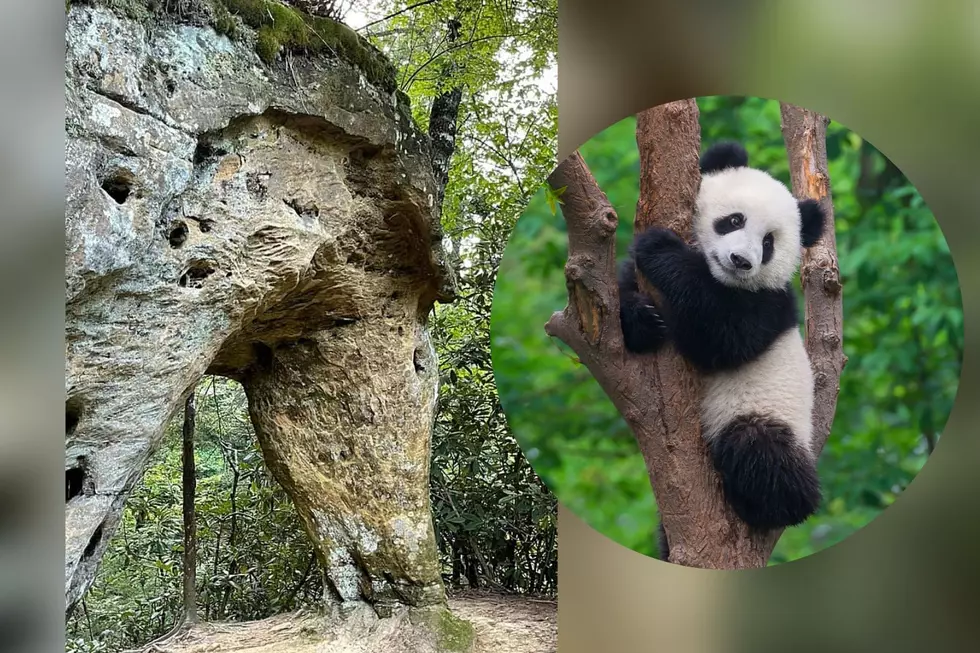 Is There a Panda Bear Living in Red River Gorge? Kentucky Hikers See Image in Trees