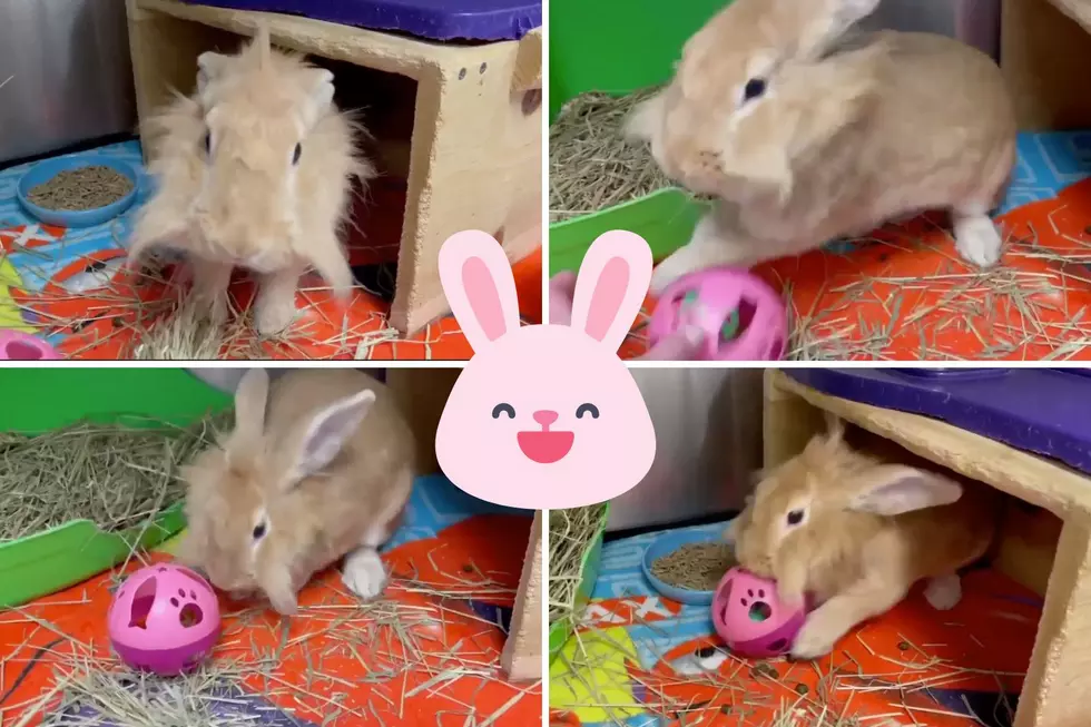 Sweet Lionhead Bunny Hilariously Protective of His ‘Stuff’ at Indiana Shelter [WATCH]