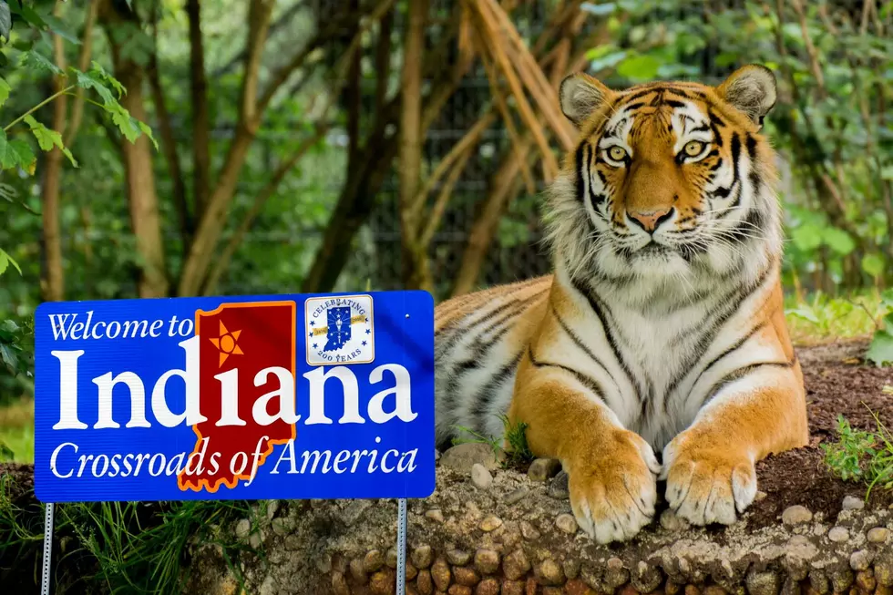 Oh My! Lions, Tigers, Bears, and More Exotic Animals That are All Perfectly Legal to Own in Indiana