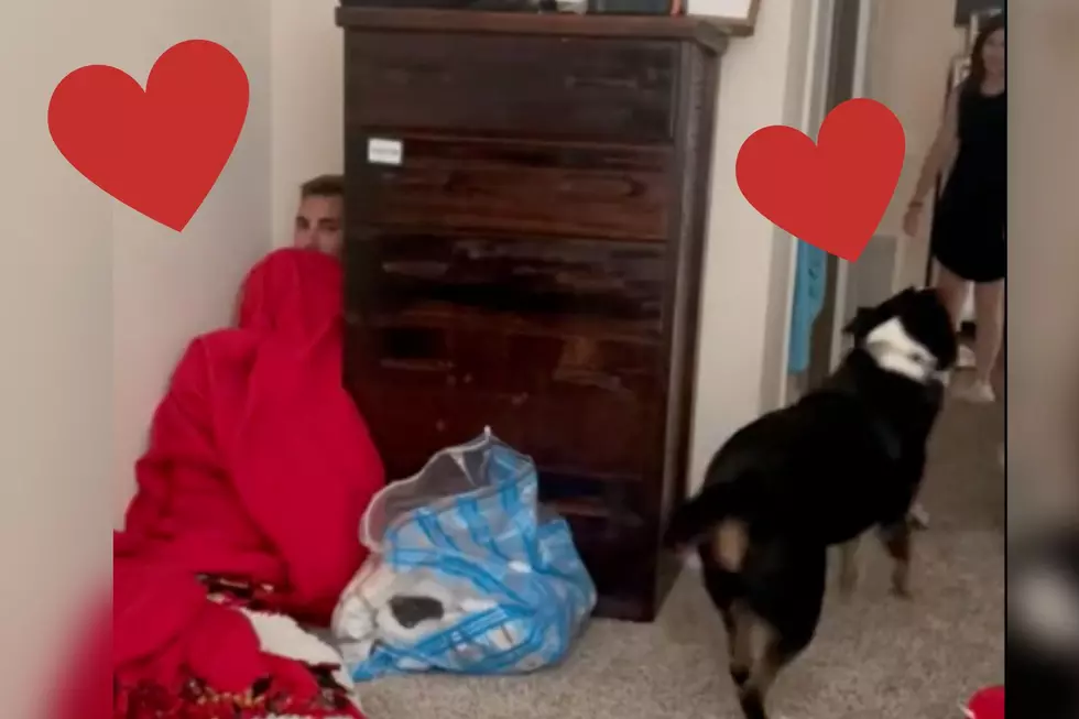 Heartwarming Game of Hide and Seek Reunites TN Dog with Best Friend [WATCH]