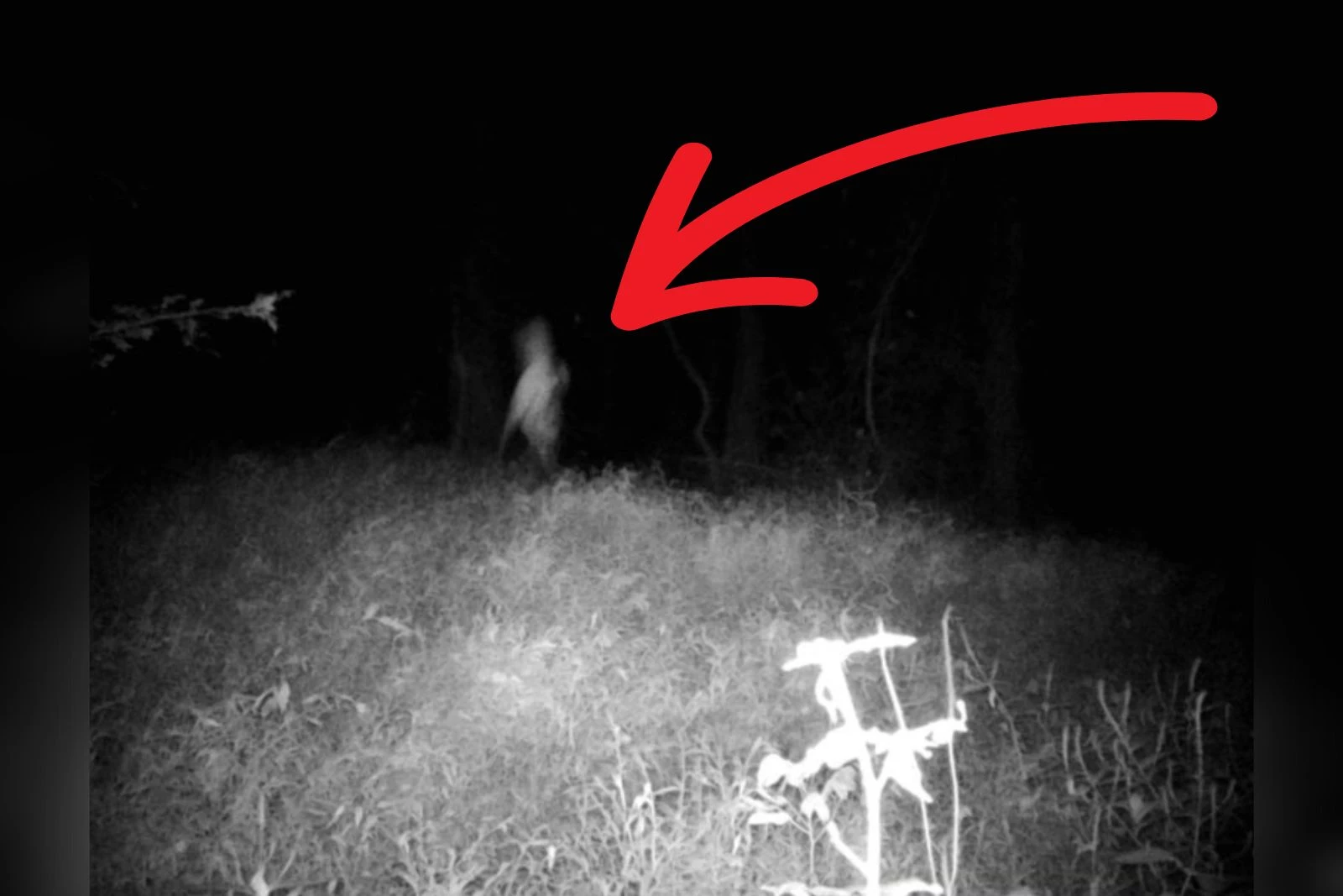 Indiana Trail Cam Captures Strange and Haunting Image in Backyard