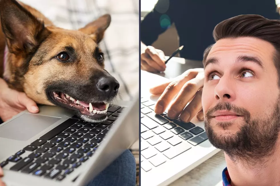 25 Things Pets Do That Are Adorable, but Adults Doing Them, Not So Cute – IN, KY and IL Residents Hilarious Answers