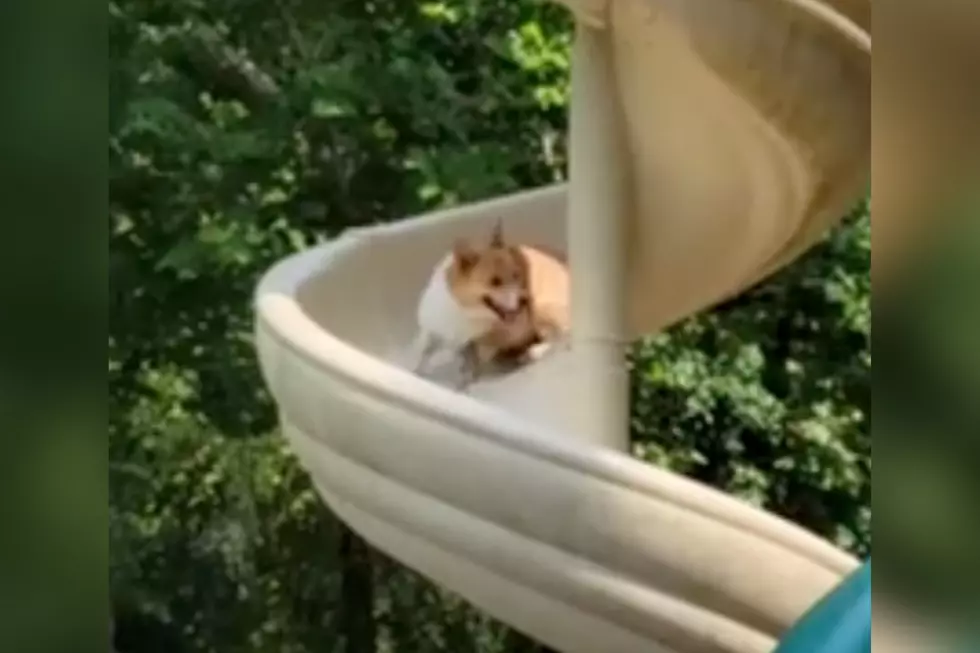 Cute Indiana Corgi Loves Going Down Twisty Slide [WATCH]