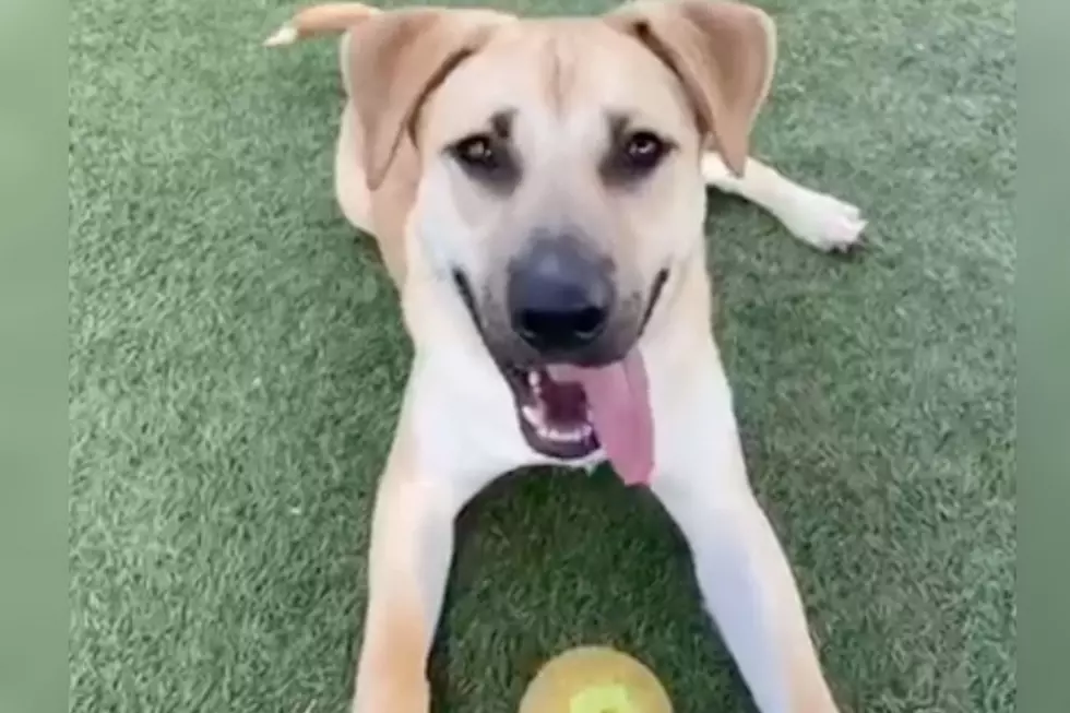 Handsome and Energetic Indiana Shelter Dog Needs Fetching Family [WATCH]