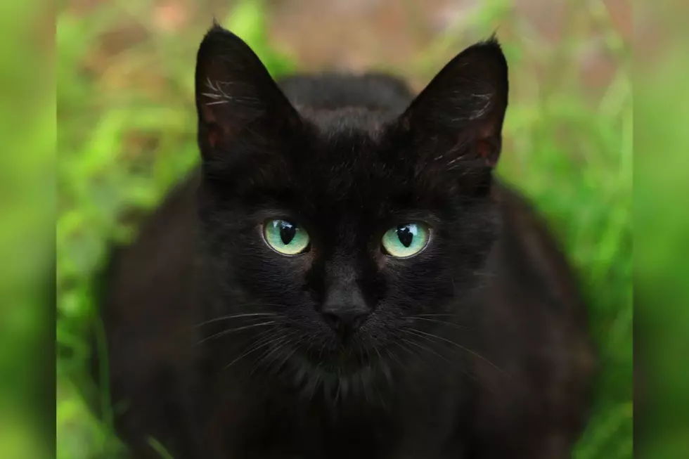 Black Cats Are No Longer Considered Unlucky in Kentucky, Illinois, and Indiana