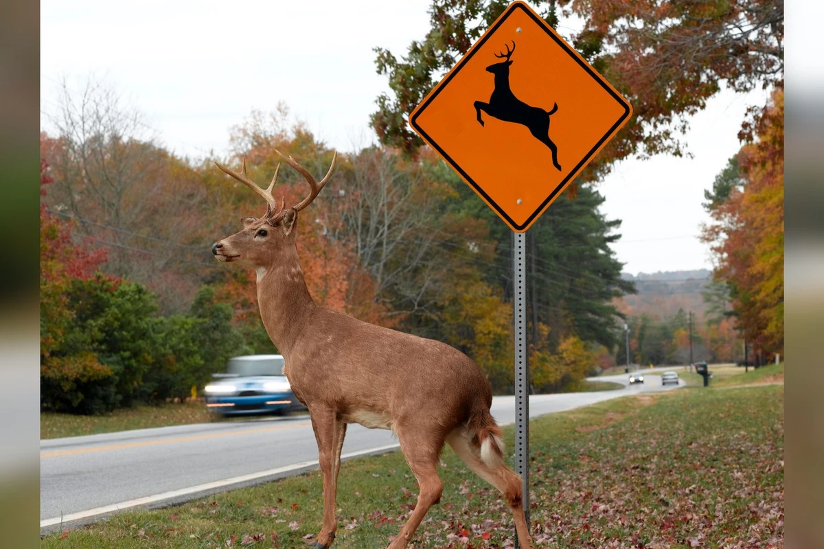 Олень дорожный. Олень на дороге. Дорожный знак олень. Дорожный знак осторожно олени. Олень на дыбах.