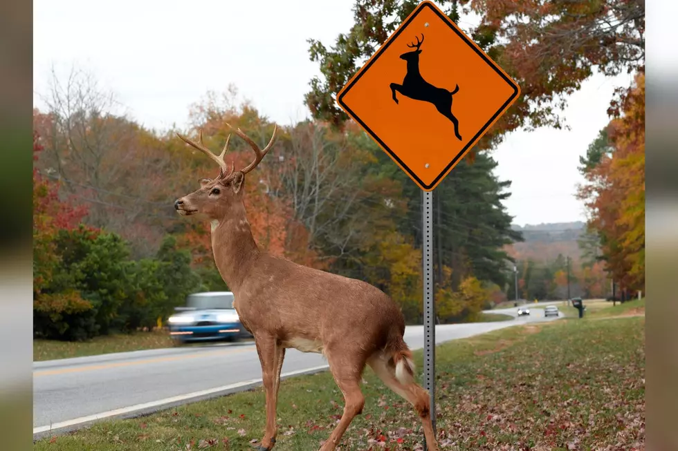 Here&#8217;s Why Kentucky, Illinois, and Indiana Drivers Should Never Ever Veer for Deer