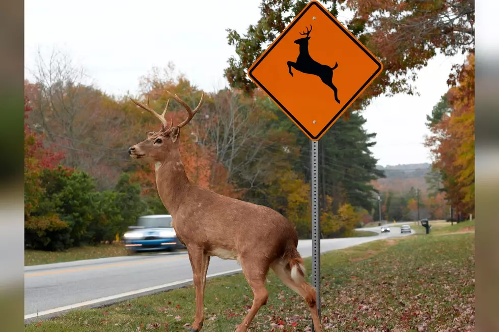 Here’s Why Drivers Should Never Ever Veer for Deer