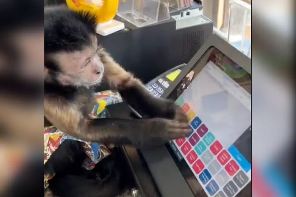 Frustrated Monkey Tries Her Best to Be a Pigeon Forge, TN Shop Cashier [VIDEO]