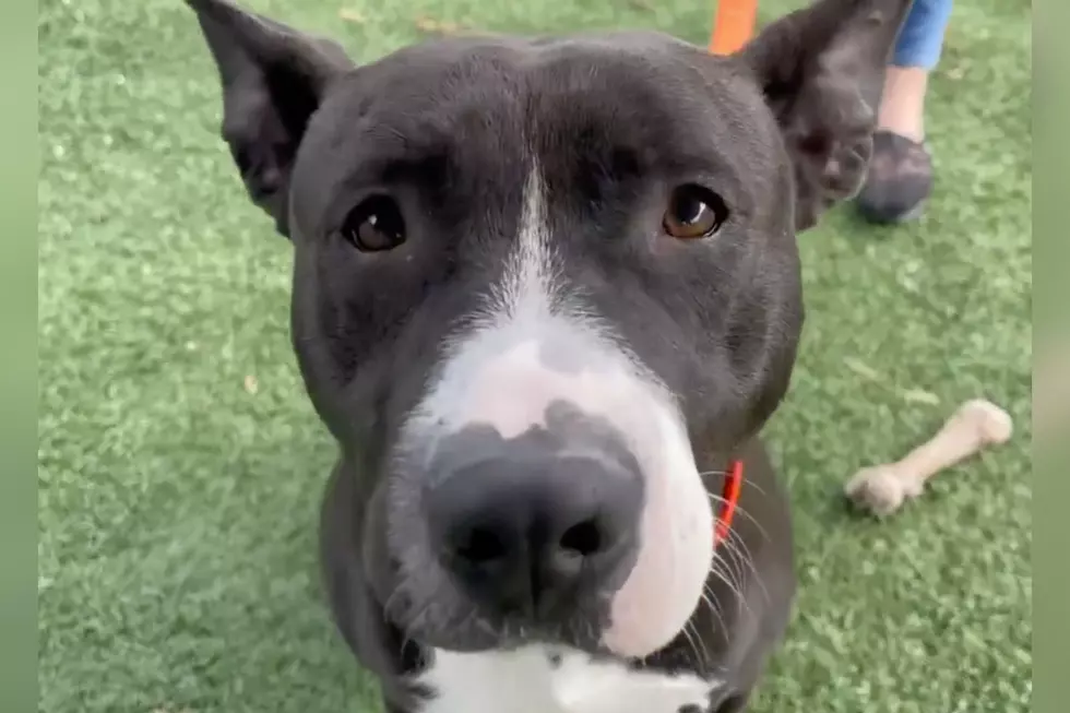Shy Indiana Shelter Dog Needs Someone Special to Rescue Him [WATCH]