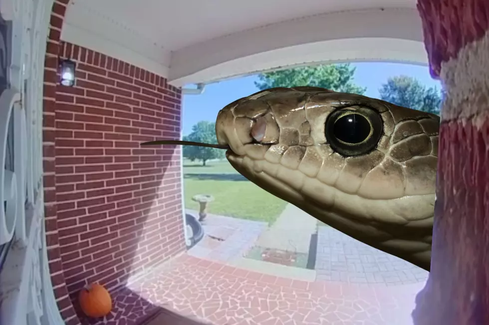 Watch Tennessee Snake Get Up Close and Personal with Doorbell Cam [VIDEO]