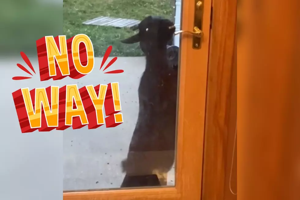 Goat Uses Door Handle to Open Back Door and Surprise Family [VIDEO]