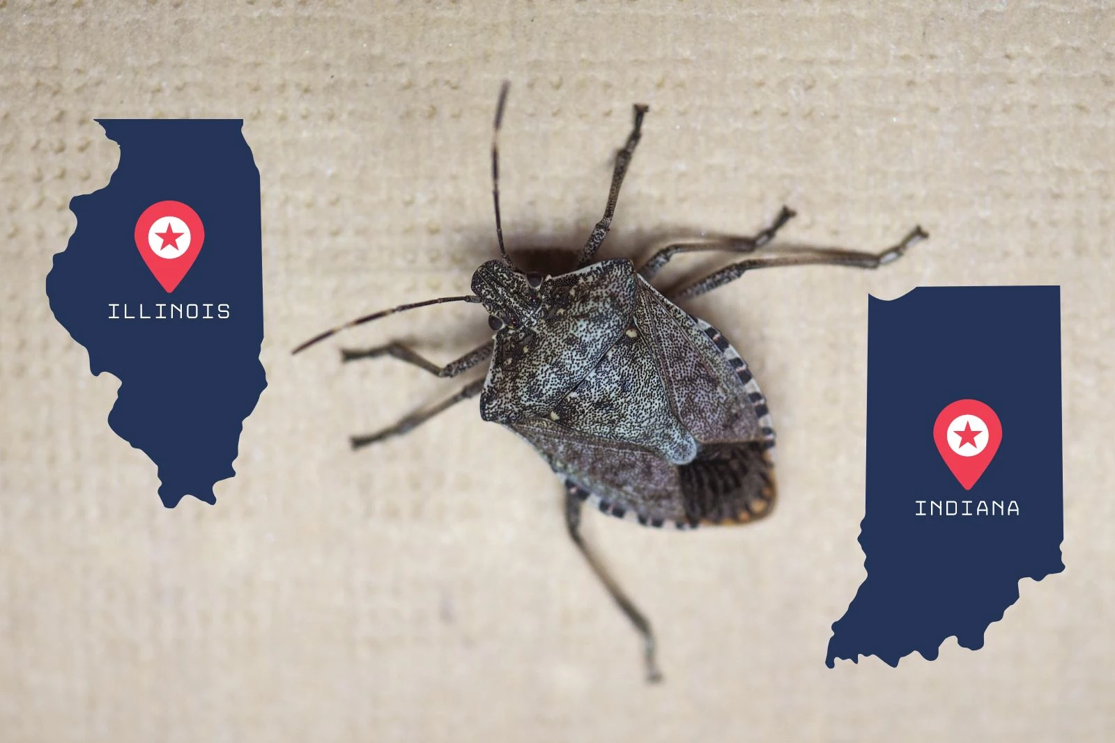 Invasive Stink Bug Population Expected to Increase in IL and IN