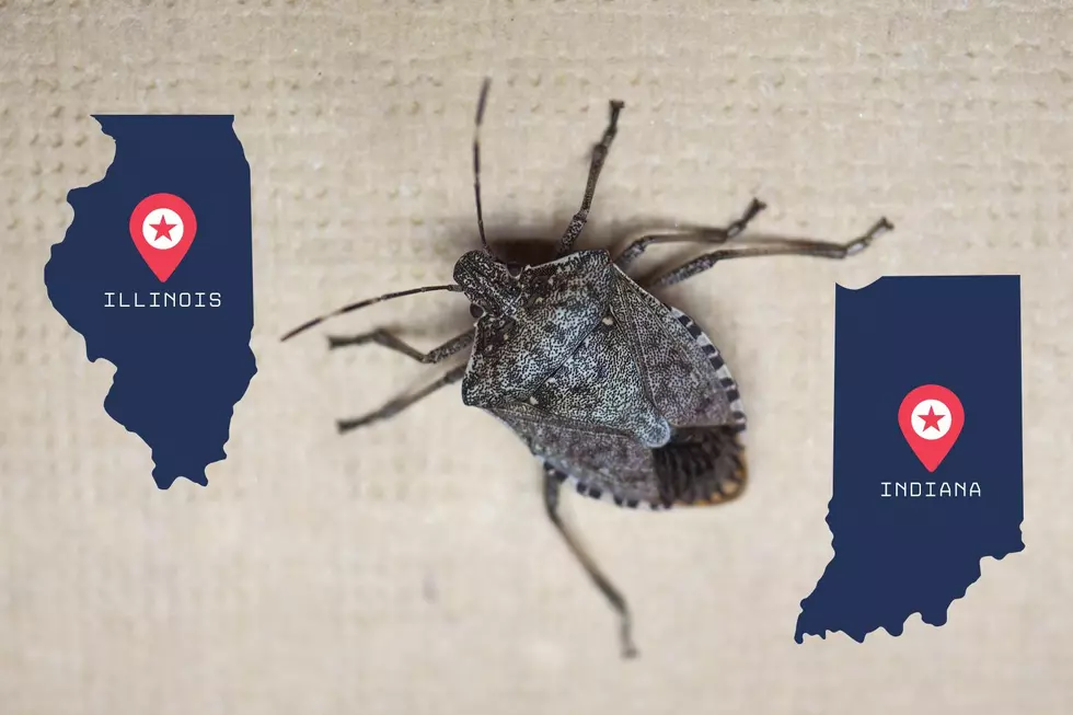 Invasive Stink Bug Population Expected to Increase in Illinois and Indiana