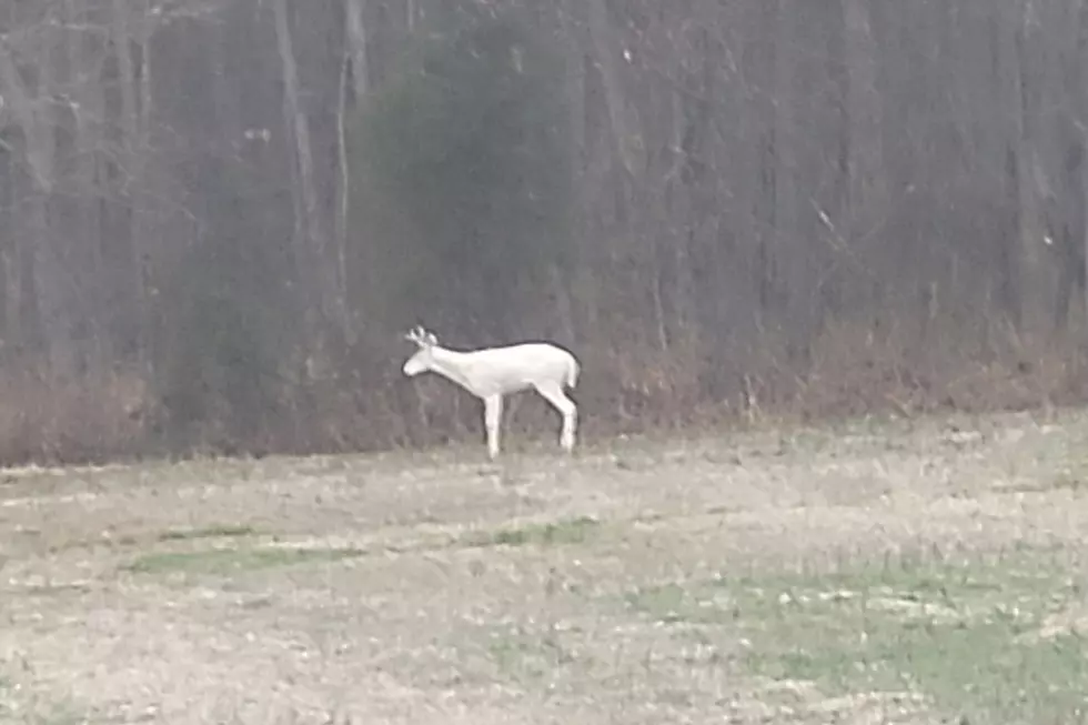 Beautiful Albino Deer Spotted in Southern Indiana [PHOTO]
