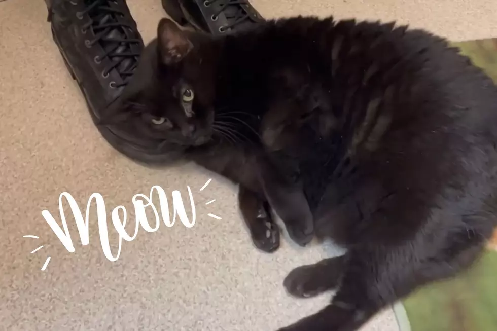 Sassy, Adoptable Indiana Cat Isn’t Afraid to Tell You What She Wants