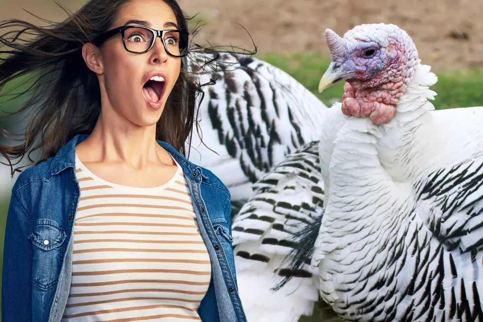 Kentucky Woman Finds Very Aggressive Turkeys in Driveway [VIDEO]