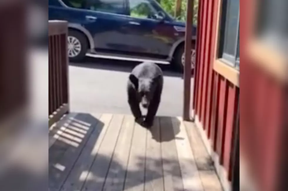 Tennessee Bear Charges Woman on Deck Who Got Too Close [VIDEO]