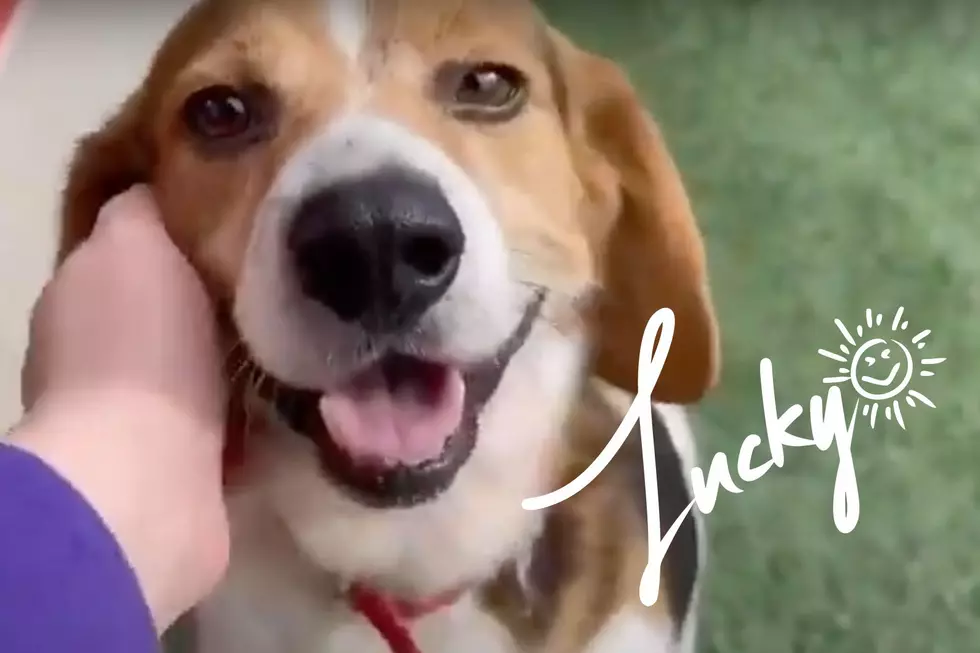 Lucky Indiana Shelter Dog is Looking For a Snuggle Buddy [VIDEO]