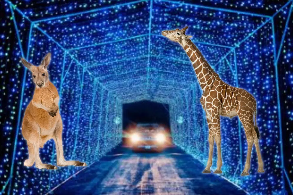 Drive Through Christmas Lights, Visit Kangaroos, & Feed Giraffes in Southern Indiana