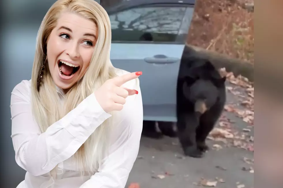 Tennessee Bear Caught Red-Handed Opening Up Car Door to Get a Snack [WATCH]