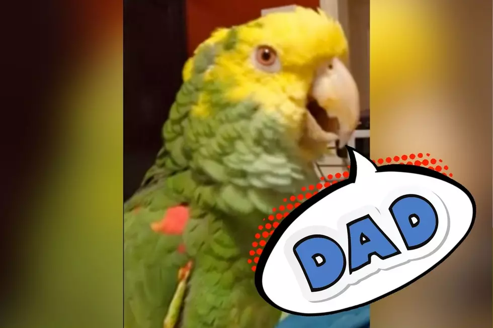 Illinois Parrot with Separation Anxiety Yells For Dad [WATCH]