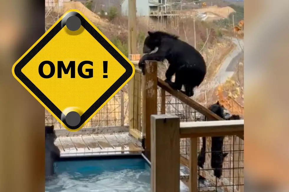 Watch Three Bear Cubs Take a Dip in a Tennessee Airbnb Pool