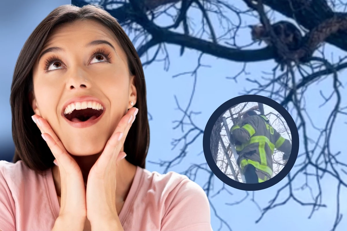 Indiana Firefighters Rescue Cat Stuck in a Tree Indiana Firefighters Rescue Cat Stuck in a Tree