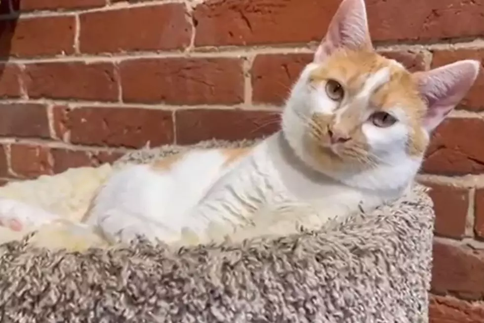 Adoptable Indiana Shelter Cat is ‘a Little Spicy and Super Sweet’