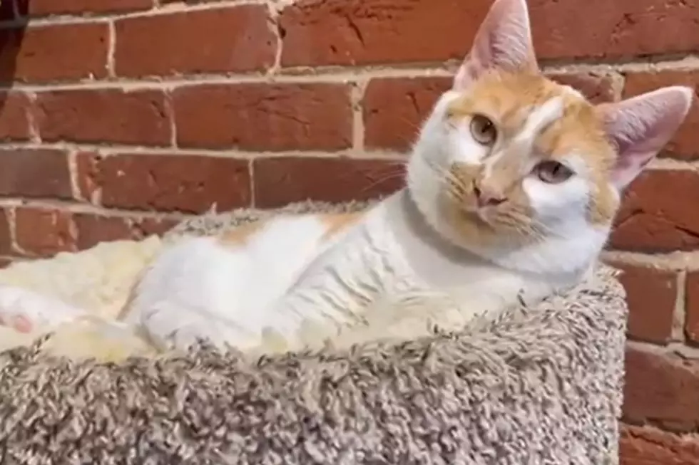 Adoptable Indiana Shelter Cat is &#8216;a Little Spicy and Super Sweet&#8217;