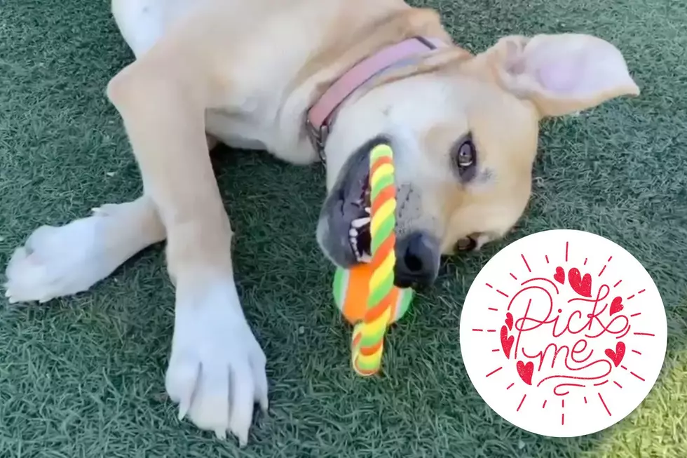 Mama Patiently Waits For Home After Her Nine Puppies Get Adopted from Indiana Shelter [VIDEO]