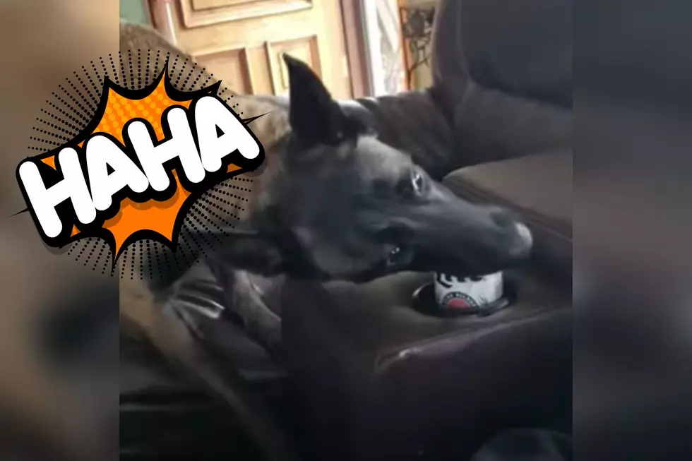 Man Teases Indiana Dog Until She Gets Hilarious Revenge [WATCH]