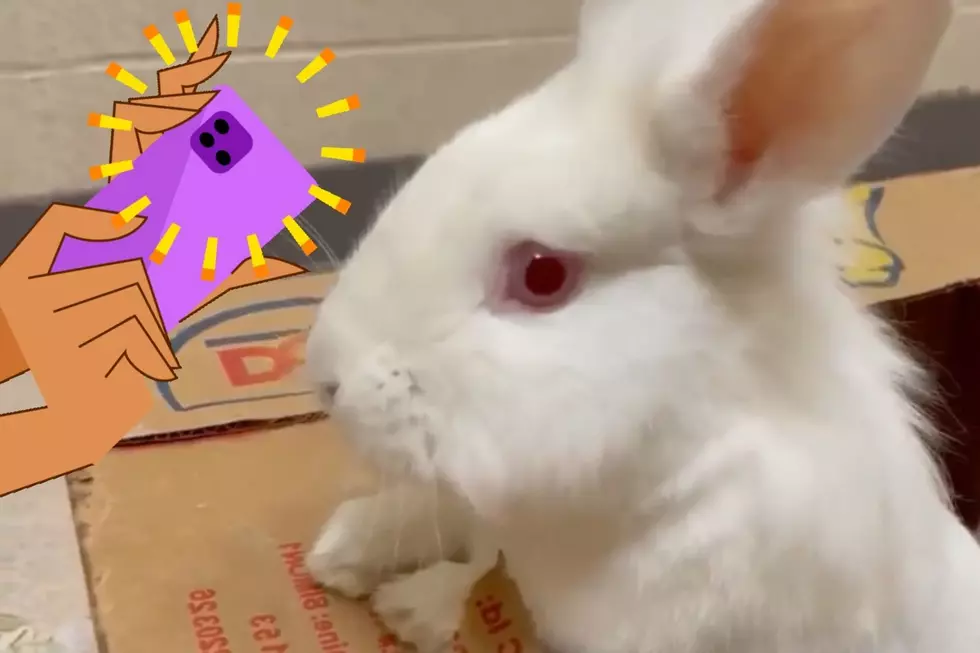 Handsome Bunny Craves Attention at Indiana Shelter [VIDEO]