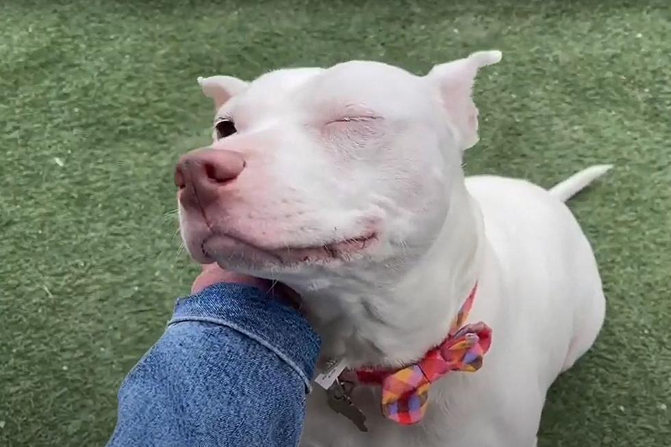Sweet Indiana Shelter Dog Who Loves Ear Scratches is Looking for Her Forever Family [VIDEO]