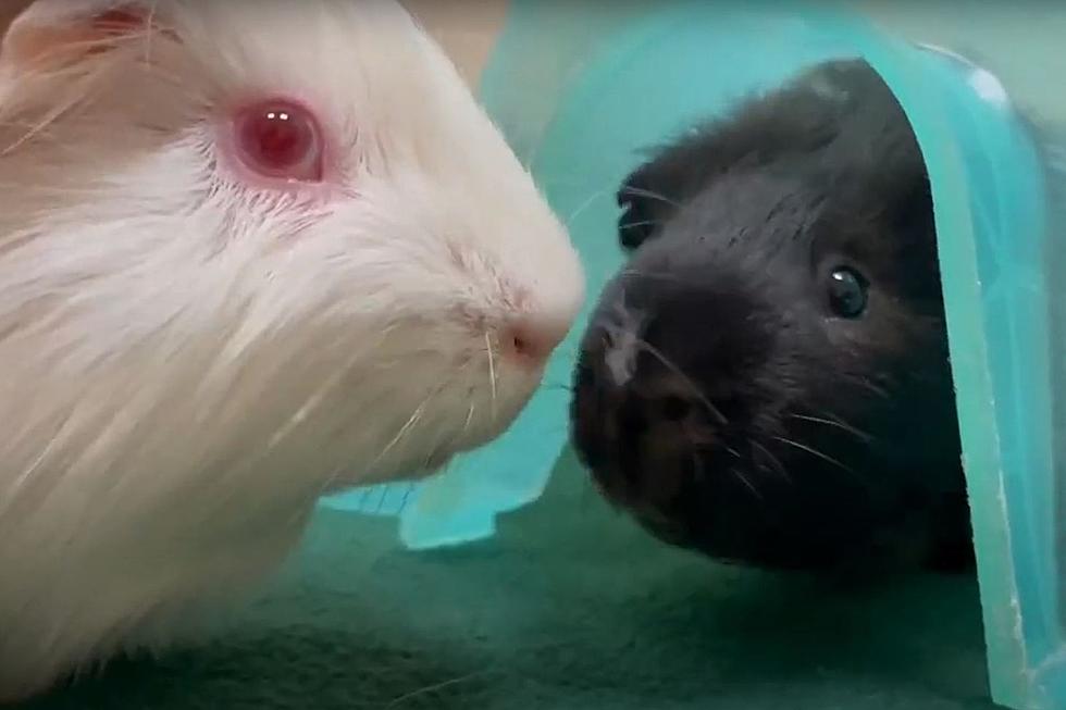 Adoptable Indiana Guinea Pigs are Ready to Go Wee, Wee, Wee All the Way Home with You