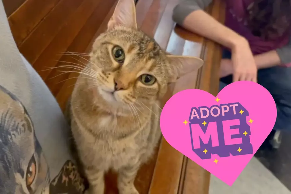 Sweet Indiana Cat in Shelter for 300 Days Hopes Someone Will Finally Rescue Her [VIDEO]