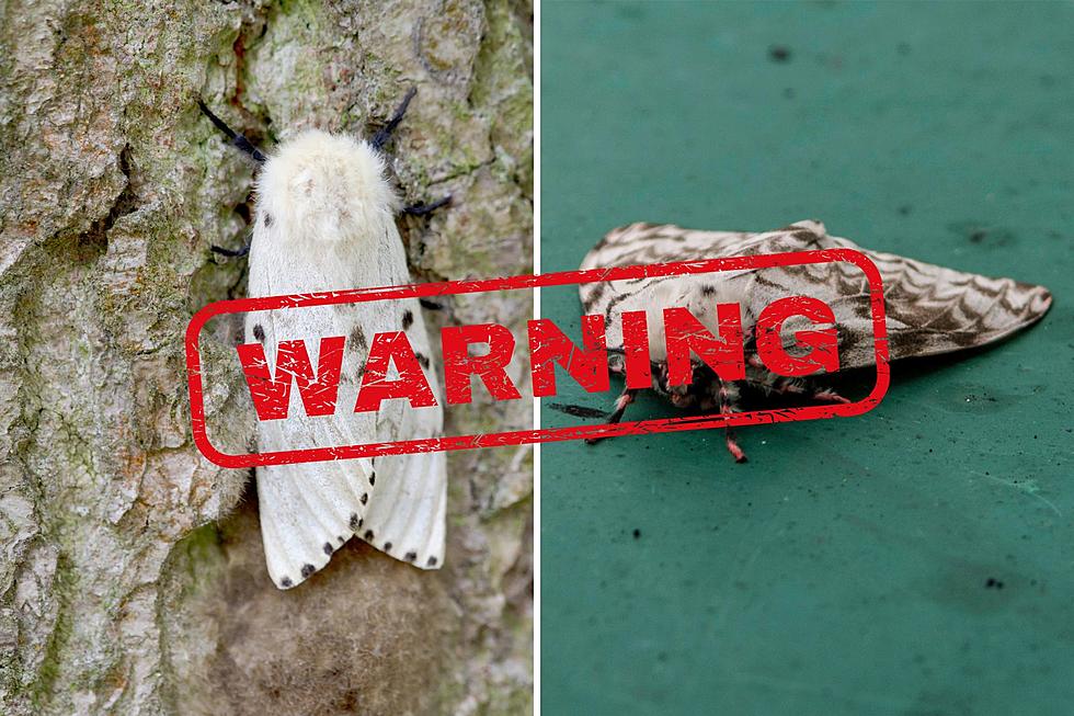 If You Spot This Moth in Indiana, Get Rid of it Immediately