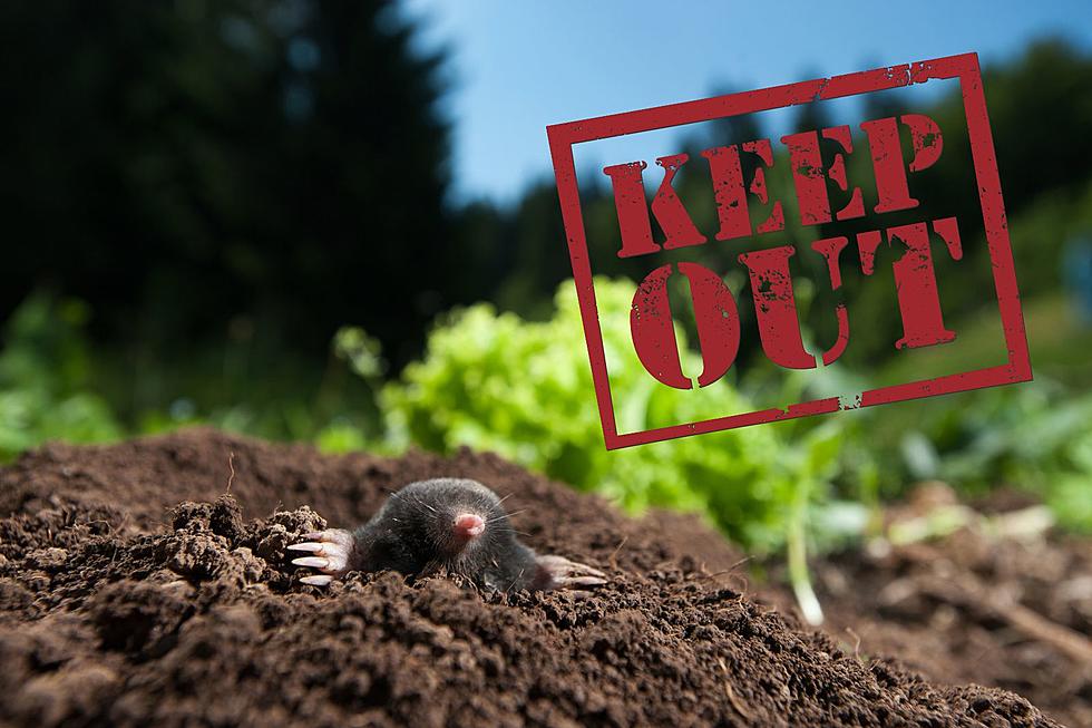 How to Get Rid of Moles in Your Indiana Yard