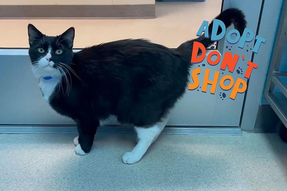 Adoptable Indiana Shelter Cat, ‘Boots,’ Ready to Walk Into Your Life