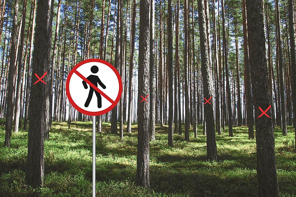 Why You Should Walk Away if You See an Red &#8216;X&#8217; on Indiana Trees