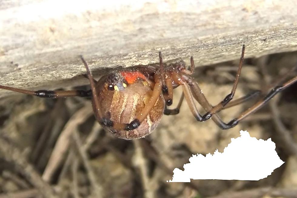 Kentucky Has A Very Venomous Spider That Many Have Never Heard Of