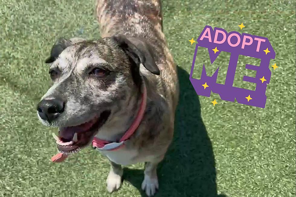 People-Loving Indiana Shelter Dog Ready to Find Her Forever Family