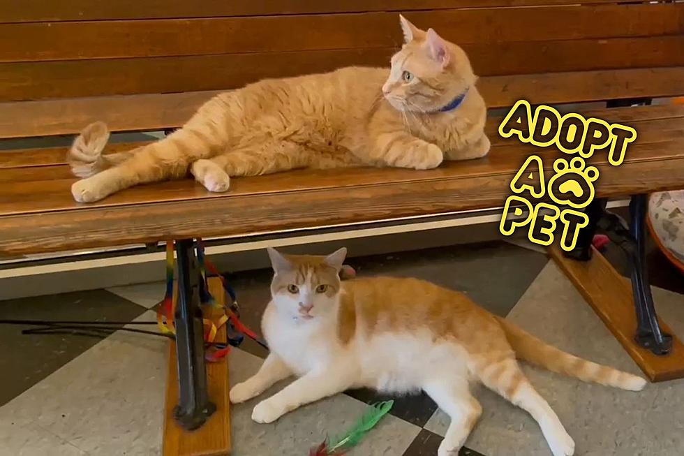 Adoptable Cat Brothers Are Ready to Pal Around with You