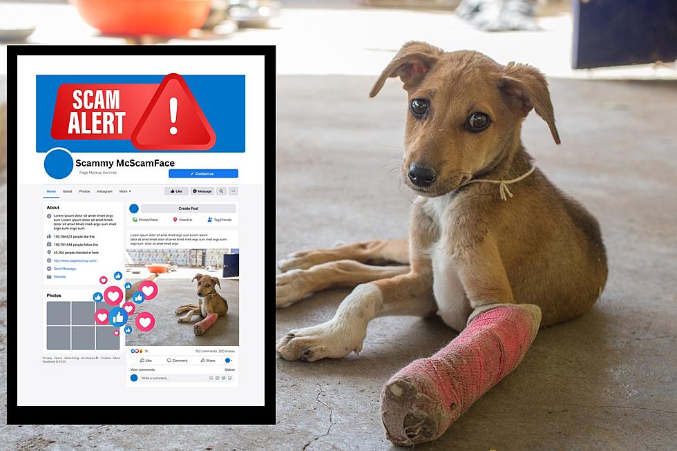 No That Dog Wasn’t Hit by a Car in Evansville, The Bait and Switch Facebook Scam
