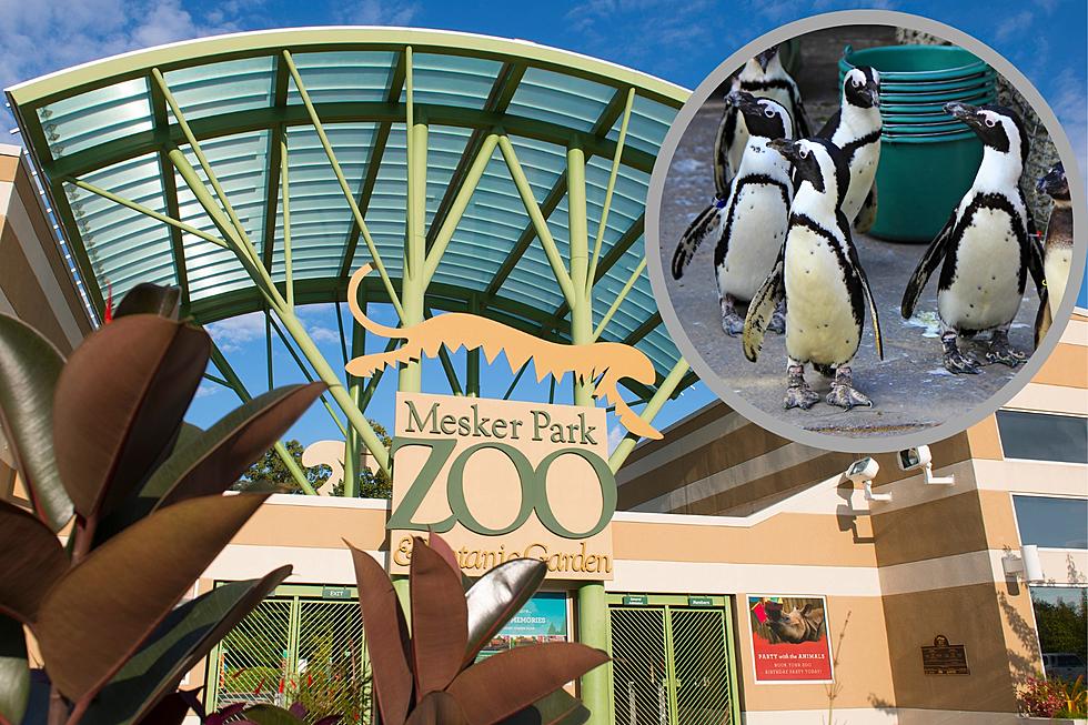 Did You Know You Can Feed Penguins at Evansville Indiana&#8217;s Zoo?
