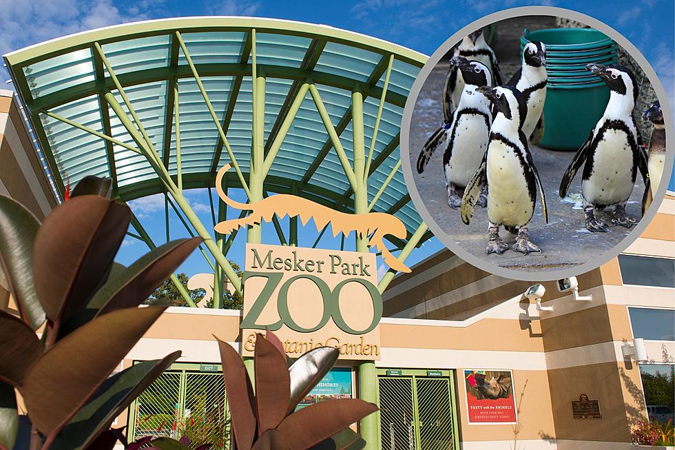 Did You Know You Can Feed Penguins at Evansville Indiana's Zoo?