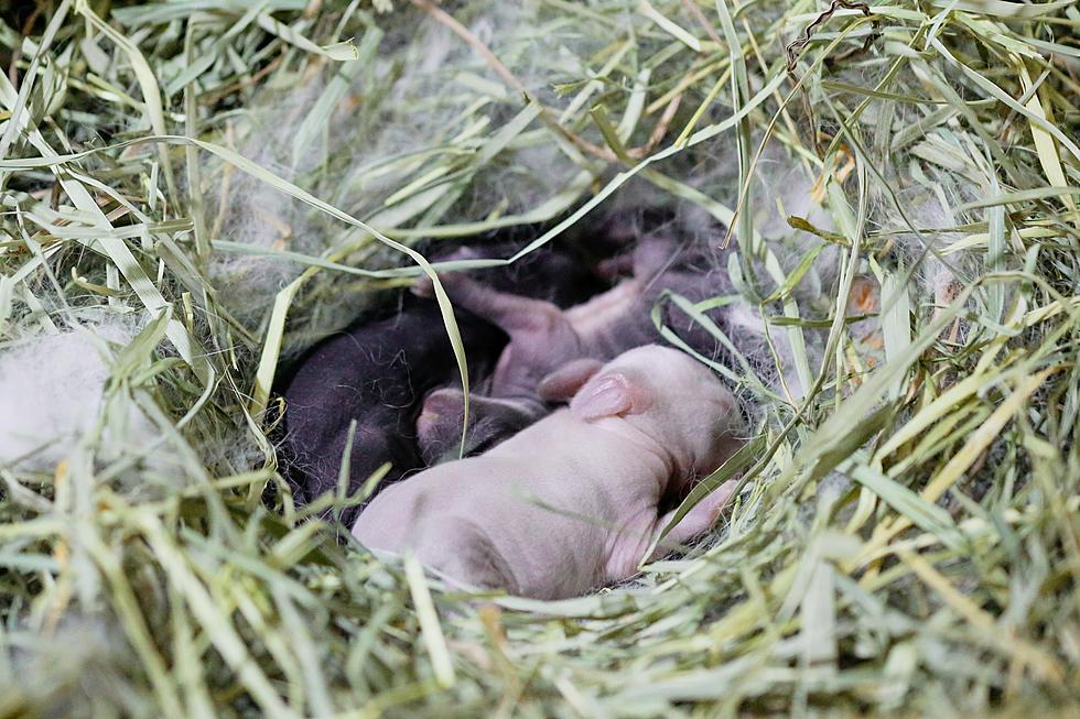 It's Baby Bunny Season in Indiana